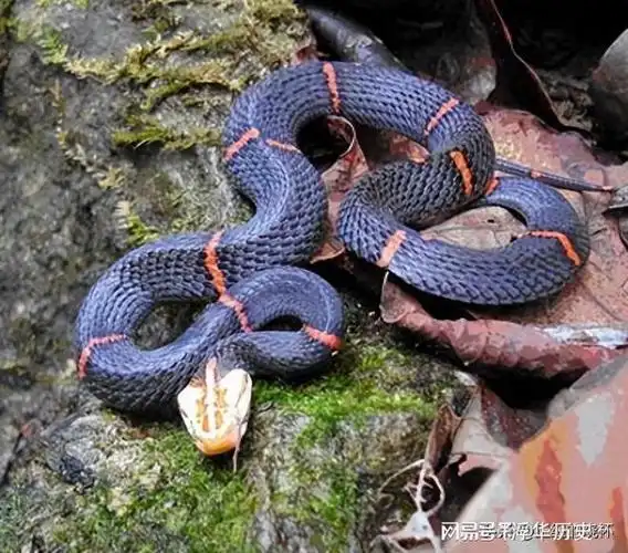 分布江西的4种毒蛇,你见过几种?"白头魔蛇"至今无抗毒血清?