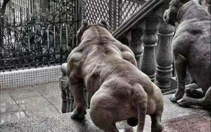 【肌肉狗】野兽的肌肉是怎么来的