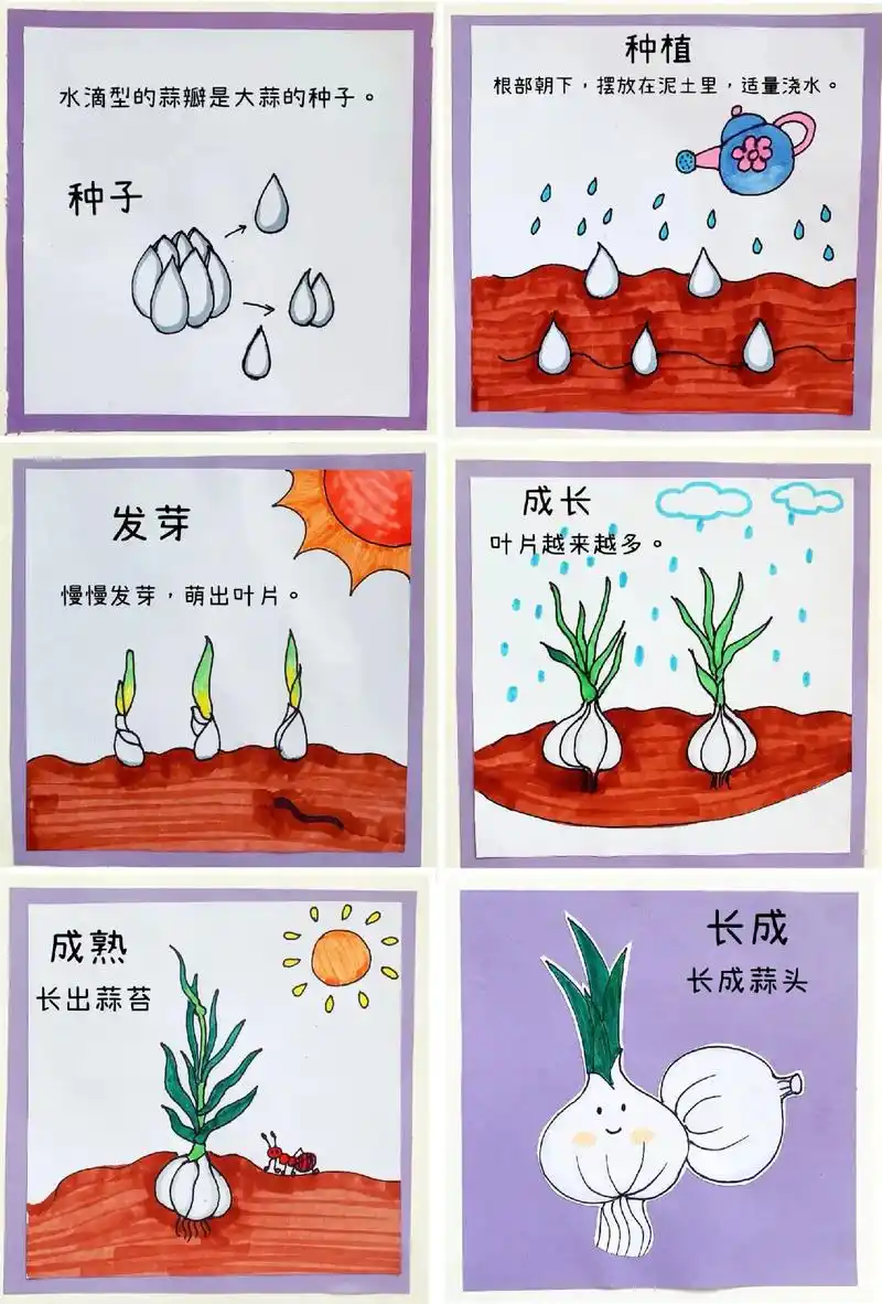 绘本故事  大蒜成长记.观察记录大蒜的成长 #手绘 #连环画 - 抖音