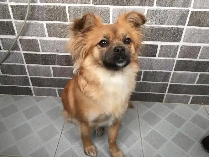 北京清河-京巴串小型犬无偿送养