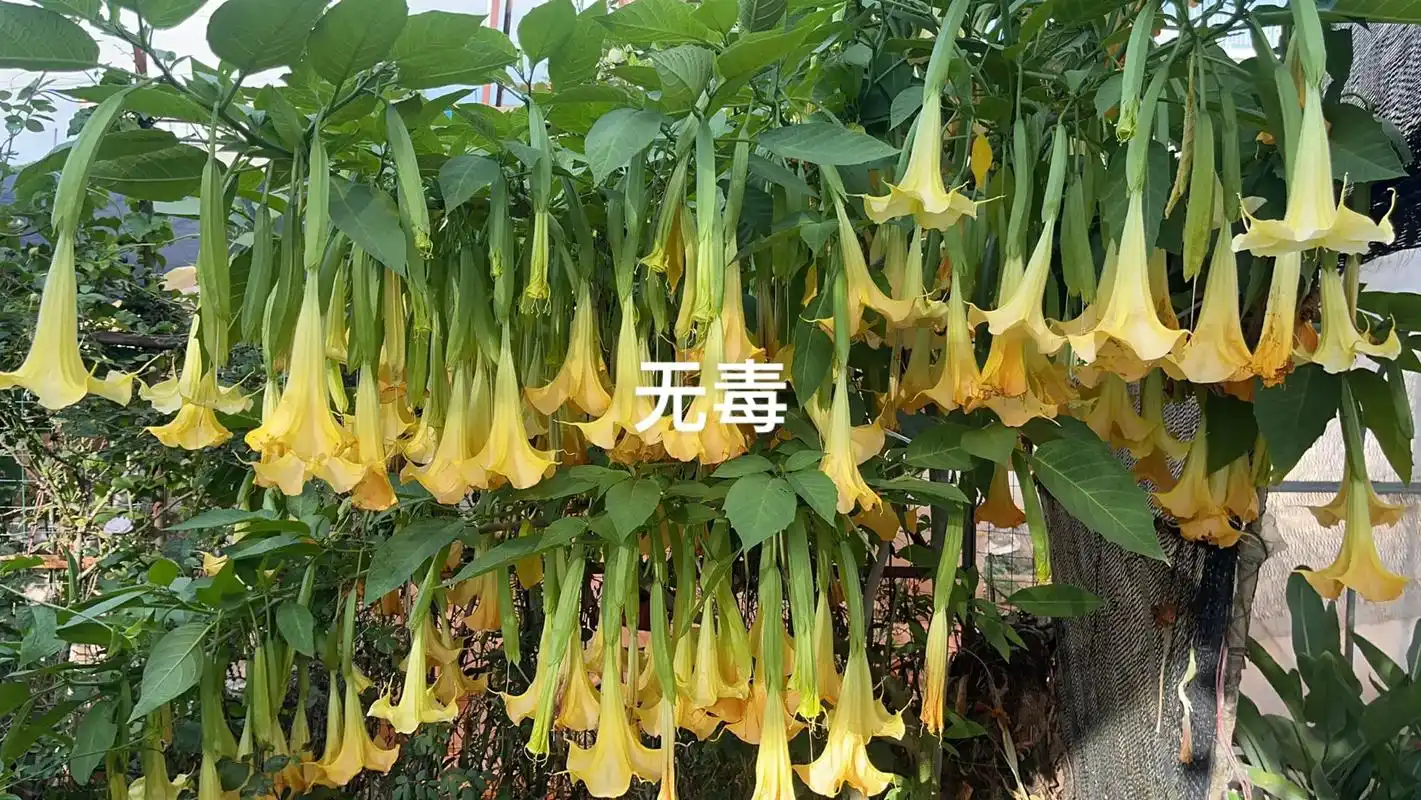 几种曼陀罗的情况.#绿色植物 #万物生长 #一花一草一世界  - 抖音