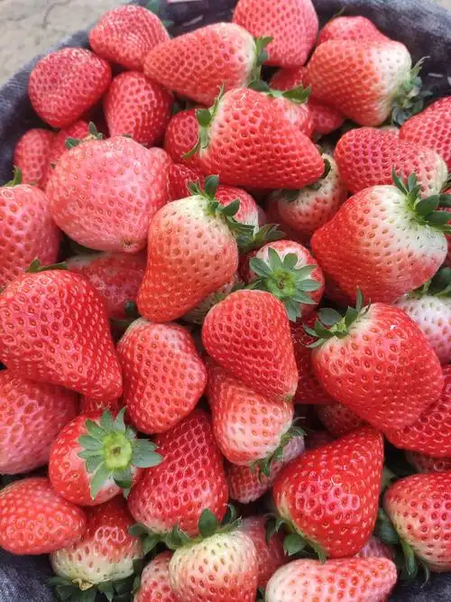 [草莓批发]安徽省长丰县红颜草莓价格12.00元/斤 - 一亩田