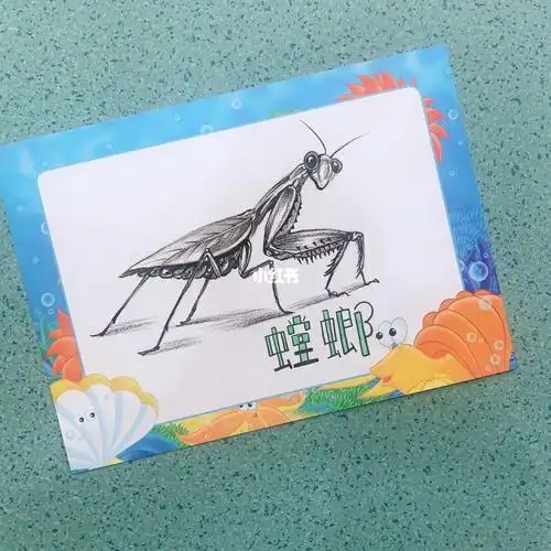速写素描螳螂