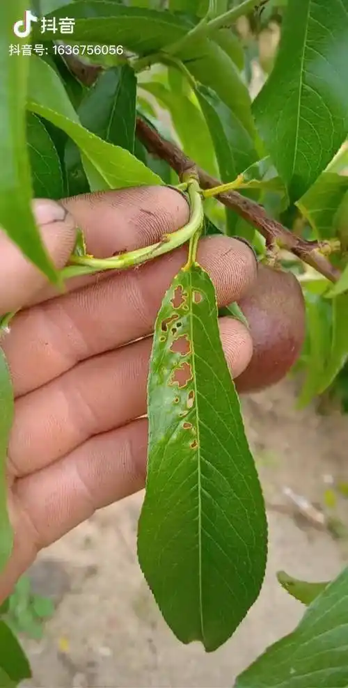 桃叶穿孔病的病害及防治桃树苗