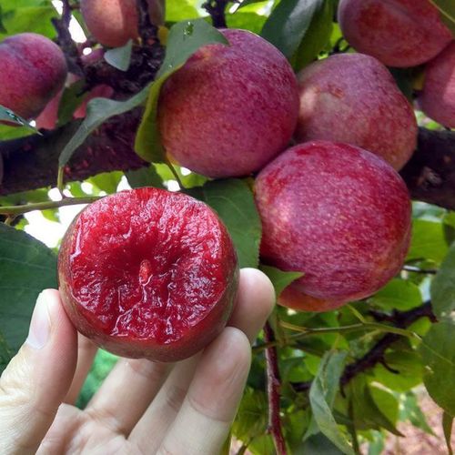 新品种特大早熟 三华李子树苗耐寒 正宗红肉李子苗当年结果南北方