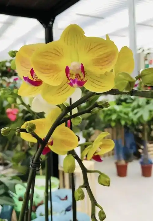 一什么时间开放  蝴蝶兰一般是在春季的4月份开花,花期持续时间很长