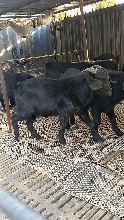 努比亚黑山羊种公羊配种专用