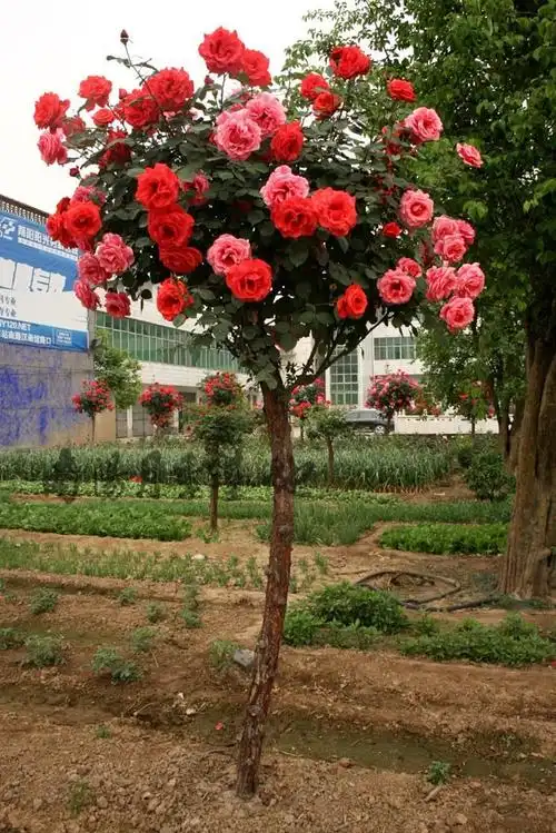 高贵独特的树月季