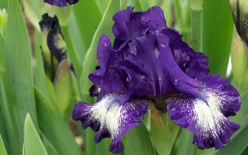 紫色鸢尾花水滴绿叶
