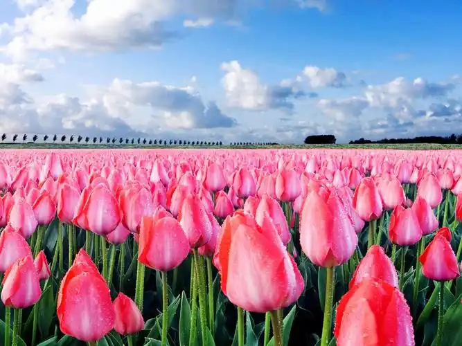 高雅富贵的郁金香壁纸_最有气质的花儿_风景壁纸