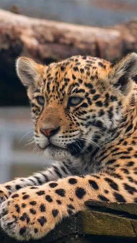 豹,可爱的动物 iphone 壁纸