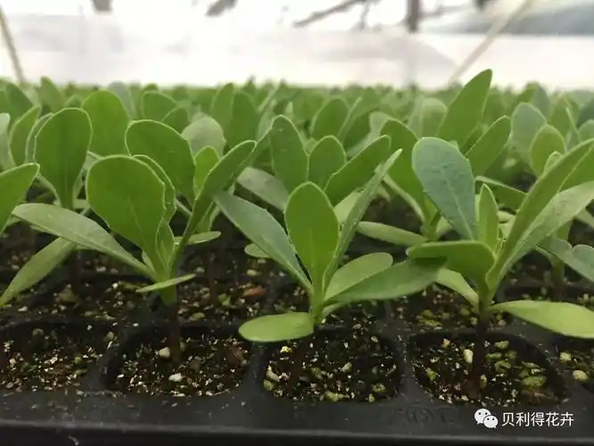 技术篇▎南非万寿菊育苗技术