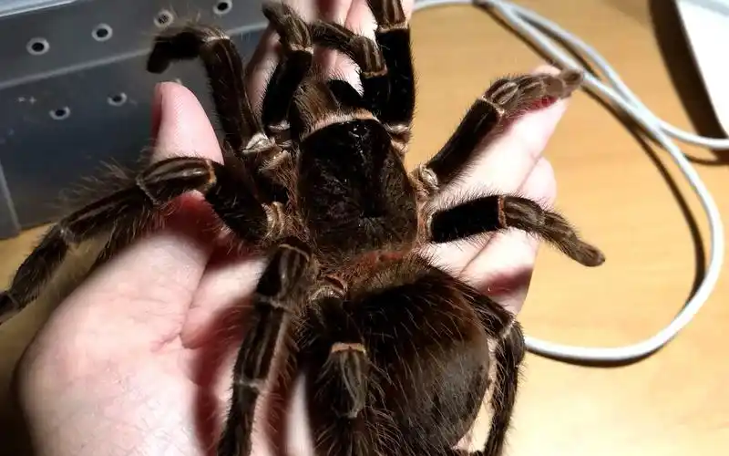 【捕鸟蛛】20cm巨大所罗门开箱加上手