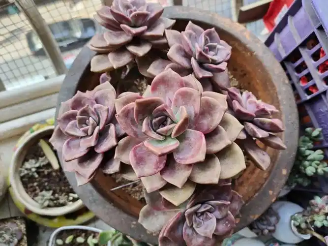 记录三盆紫乐老桩