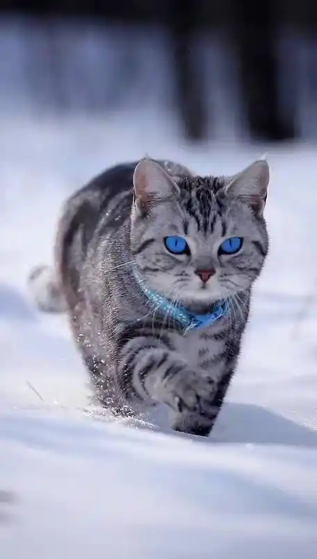 霸气又漂亮的猫咪!每走一步都是王者风范