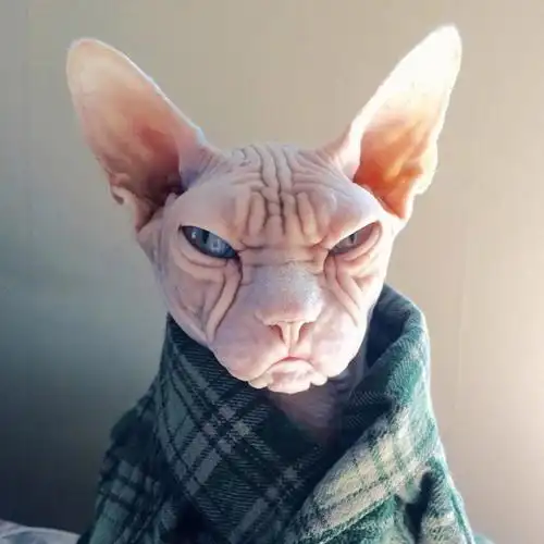 无毛猫loki,浑身透露着大佬的气质,看起来很不好惹.ins