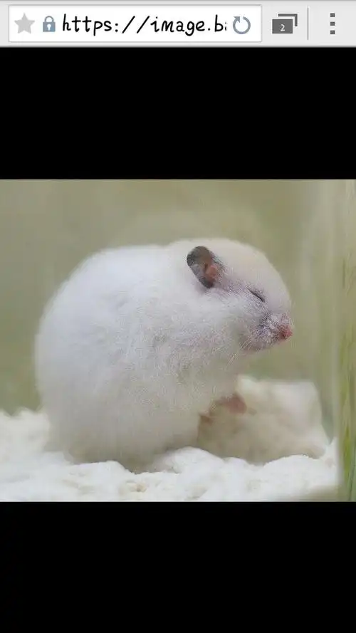 25获赞数:20lv5 擅长:暂未定制 向ta提问私信ta 确实有白色金丝熊,是