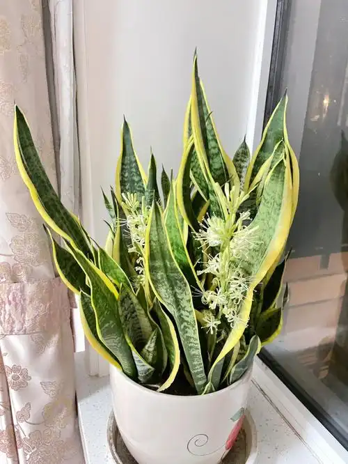 虎皮兰开花了淡雅幽香