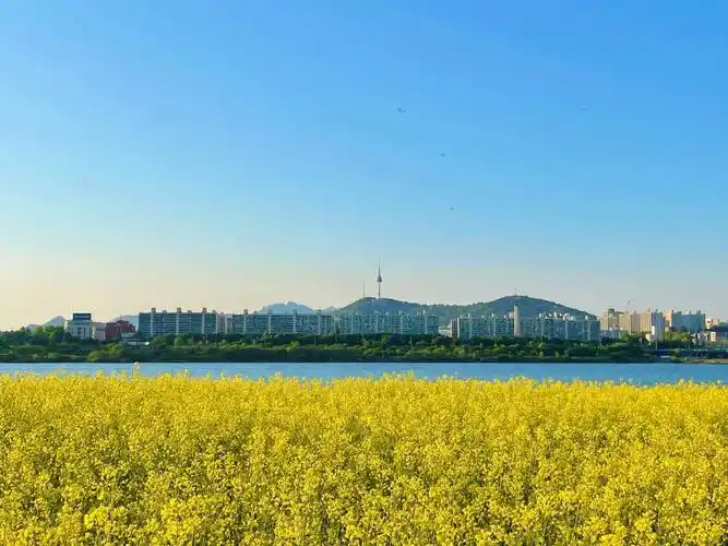 首尔游记之盘浦汉江公园油菜花田