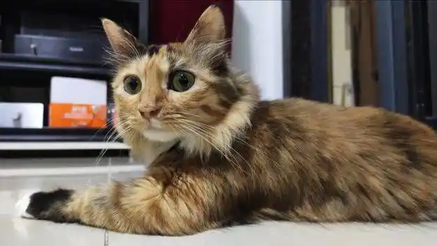 它的优点可是多到数不过来呢_毛发_性格_人类