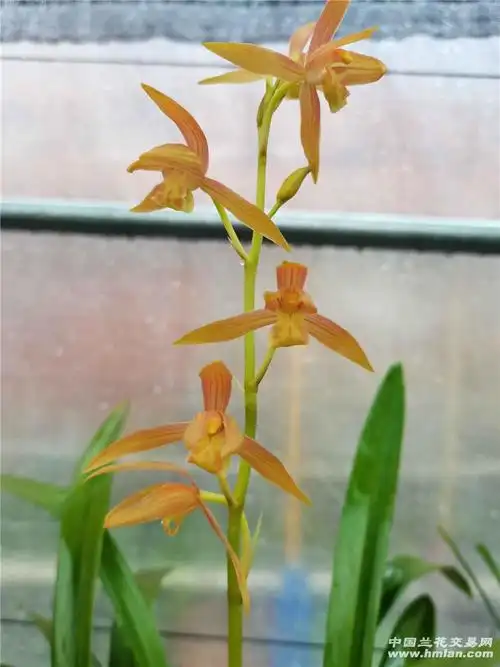 瑶琳胭脂-色越转越漂亮-墨兰篇-中国兰花交易网社区