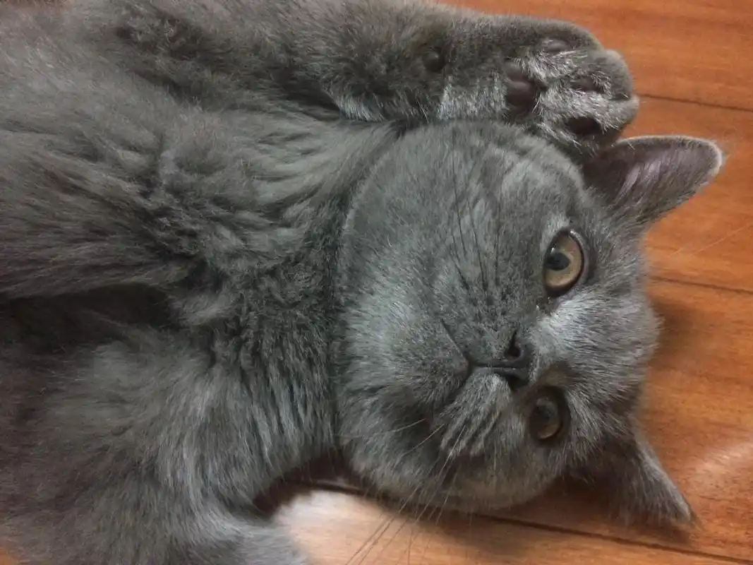 2000卖英短蓝猫,10个月大,公的,目前十一斤重-二手杂货