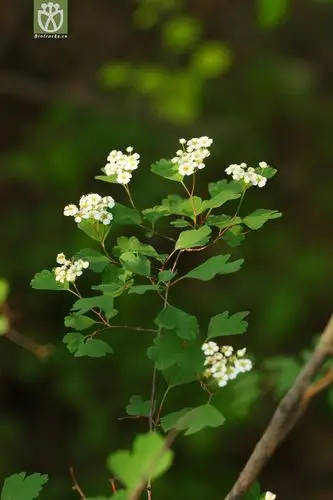 spiraea trilobata var. trilobata三裂绣线菊2010-05-22xx-bj (0).