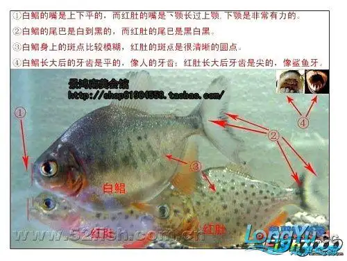 红腹水虎 - 其它鱼类 - 龙鱼之巅