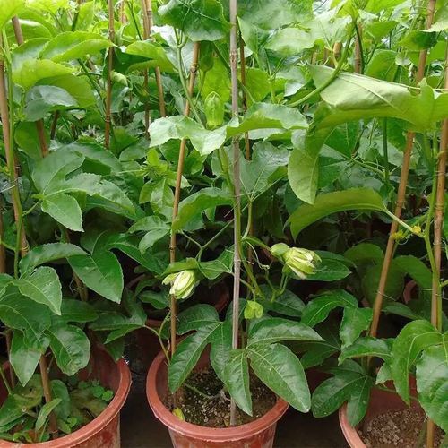 百香果苗鸡蛋果苗果树苗紫香台农黄金果四季可种盆栽庭院阳台果苗