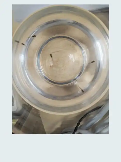 孔雀鱼生小鱼崽了