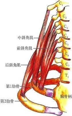 3.后斜角肌起于第4～6颈椎,止于第2肋骨的外面. 二,斜角肌强化的擦技