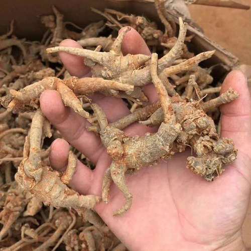 正宗云南文山野生三七头田七头春三七整枝全枝三七参 整枝 28头【14个