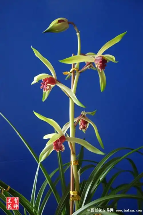 碧血丹心 - 中国兰花交易网