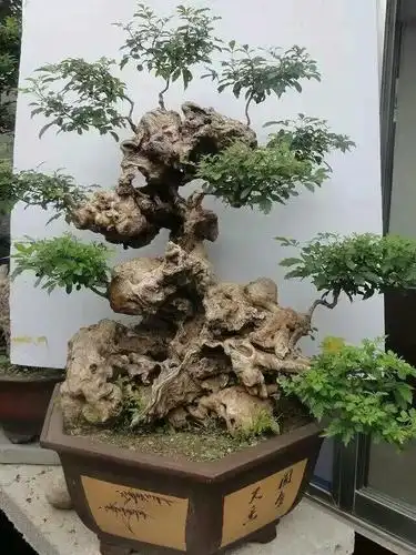 荆棵疙瘩小盆景看着也有韵味也想自己制作个