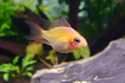 金波子终于开始发色啦! - 小型鱼类 - cta南美水族