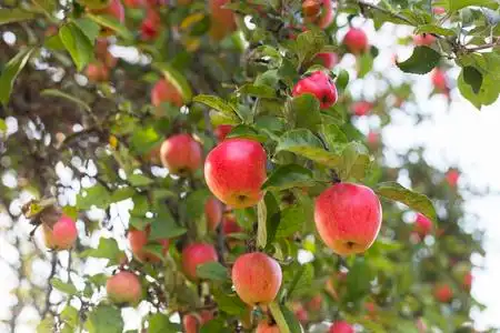 红酸枝树树的枝与成熟的红苹果照片