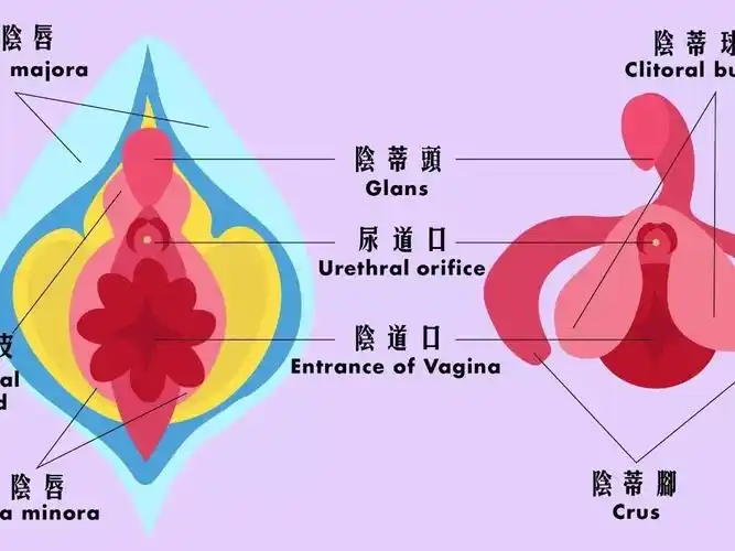 因为如果切除了阴蒂的神经,血管和大部分海绵体,手术虽然简单,但手术