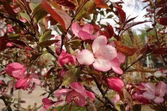 红宝石海棠与钻石海棠的区别(多图对比)