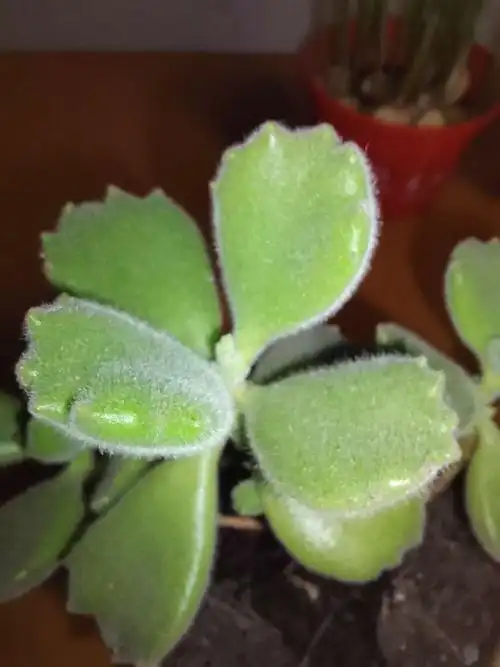 可以看到它叶片上有一层白色的小毛