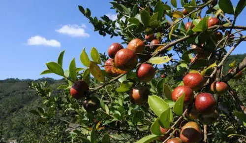 油茶基地建设项目商业计划书