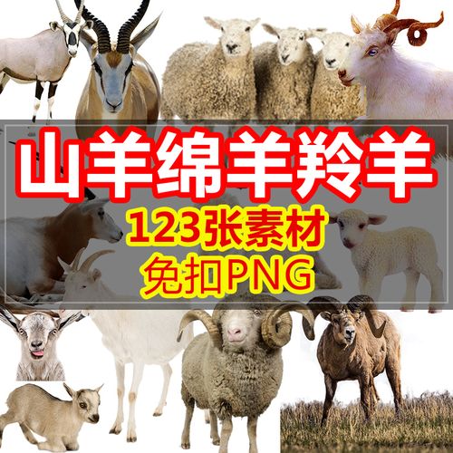 ps动物图片小白羊绵羊羚羊山羊png免抠图背景海报合成设计元素材