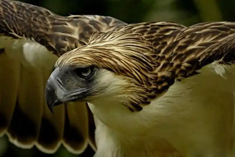 回顾食猴鹰的"铁血柔情":捕猎猴子手段残忍,逼雏鹰捕猎冷酷心狠