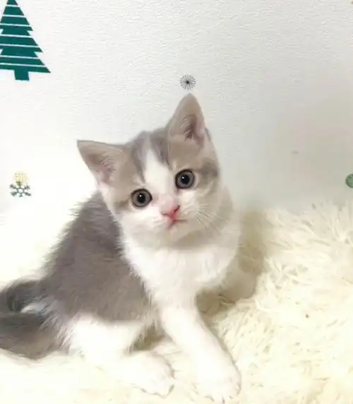 三花英短英短三花招财猫北京