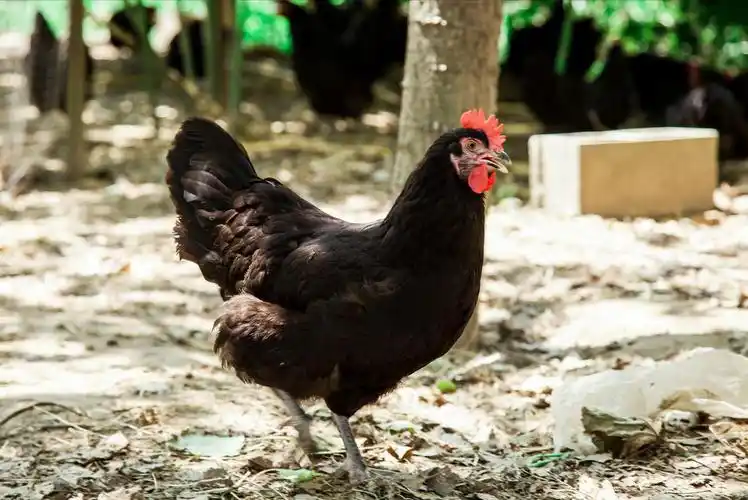 农村散养土鸡十大品种(中国公认口感好的最著名土鸡品种) – 晒速网