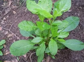 天麻叶子是什么样子的图片