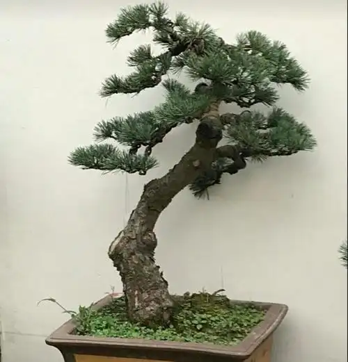 山松枝干苍劲,针叶秀美,如何做成盆景来观赏?