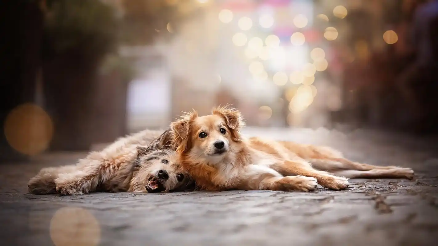 狗汪星人安静的小狗可爱呆萌萌宠动物壁纸