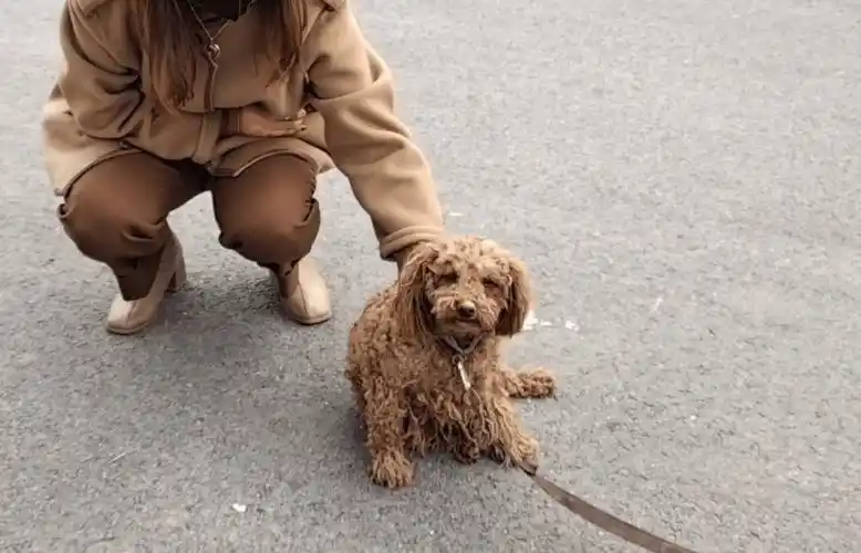 原创主人搬走瘸腿泰迪被遗弃被好心大姐收养后却因工作原因再次无家可