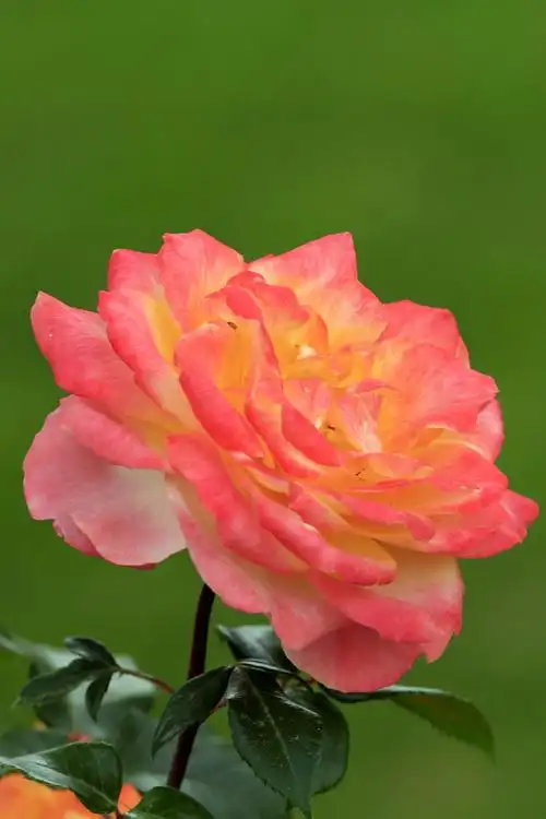 北京市花——月季