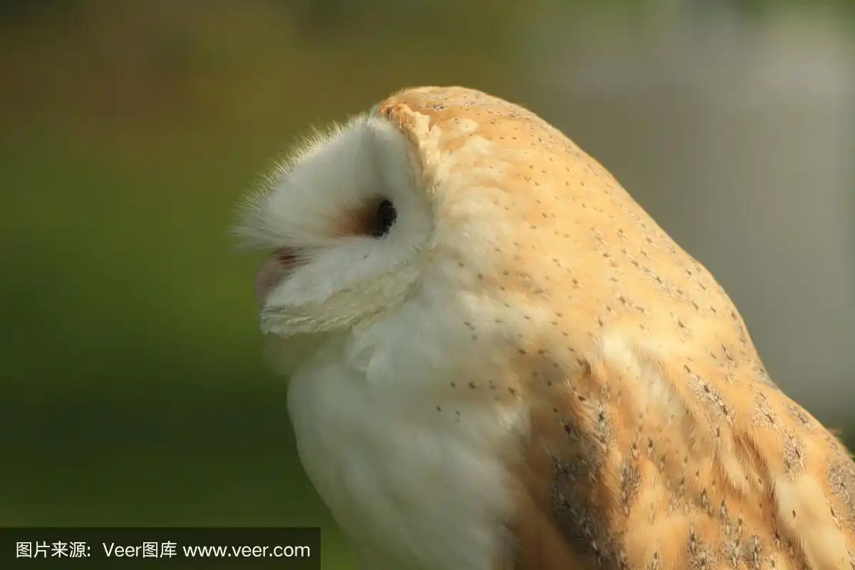 在绿色背景下的谷仓猫头鹰的侧面肖像